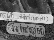 Thaïlande: Adenium Obesum 8000