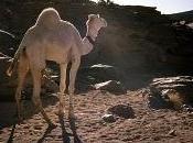 sécheresse Australie rend fous chameaux