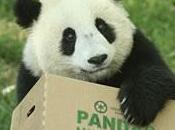 Pourquoi pandas mangent bambou