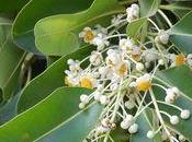 Calophyllum-Tamanu comment pourquoi l'utiliser