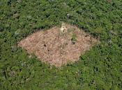 déforestation dans l’état Parà, Brésil