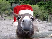 animaux déguisés Père-Noël (100 photos)