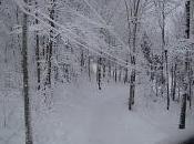 Branches blanches, feuilles blanches