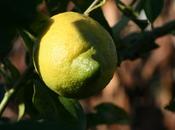 Datte citron