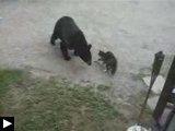 Video: chat contre l'ours chaton nounours téméraire