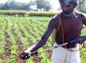 Bangladesh, quand pesticides tuent