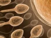 Améliorez numérotation spermatozoïdes augmentez fertilité masculine