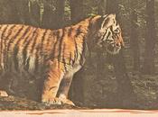 1411 tigres