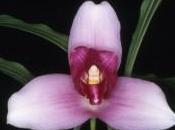 150ème anniversaire collection d’orchidée Jardin Luxembourg