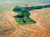 Deforestation l’urbanisation pointée doigt