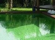 piscines écologiques