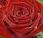 rose symbole l'amour