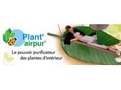 Plant'airpur, pouvoir purificateur plantes d'intérieur