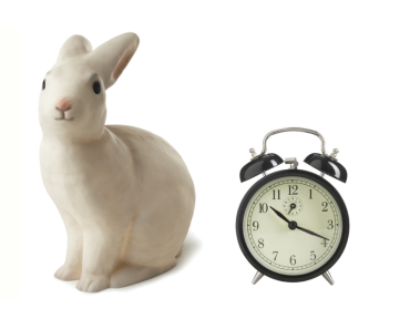 Ce matin un lapin…