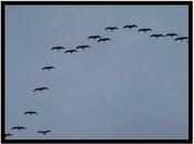 Tant grues tête