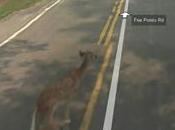 Google Bambi