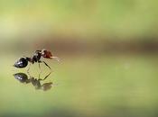 fourmis macro photos semaine