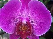 Belles orchidées