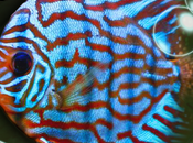 [News Apps] Tropical Aquarium vrai aquarium dans poche Baisse prix