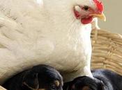 INSOLITE: poule couve... chiots!