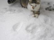 News animaux épisode