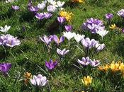 petit printemps retour crocus)