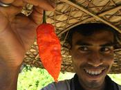 Inde piment devient arme redoutable
