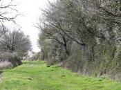 petit chemin sent printemps.