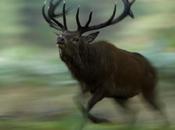 Concours photographie animalière nature Montier