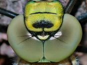 L'IMAGE JOUR: Libellule gros plan