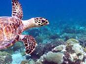 Iles Chagos plus grosse réserve marine monde