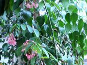 Begonia, Schlumbergera Clivia