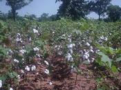 Bénin blues l’or blanc