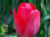 tulipe (Tulipa)