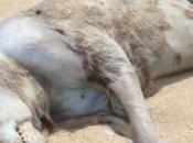 est-il l’avenir l’homme