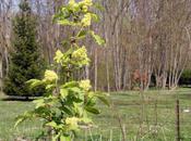 Sambucus coreana