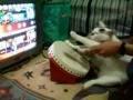 Vidéo chat joue tambour