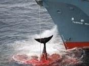 Baleines danger