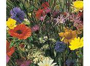 Fleurir ville avec "laissons pousser"