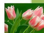 Monographie métier fleuriste