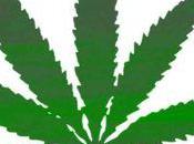 C'est fait, test dépistage cannabis vente auprès grand public