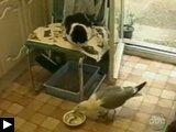 videos d'animaux mouette pique repas chat danse chien perroquet aboie