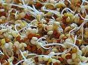 Germination Pot: Quinoa
