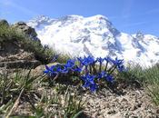 L'IMAGE JOUR: Fleurs gentiane printemps