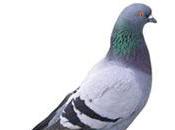 Nuisibles pigeons