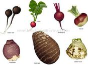 légumes racines