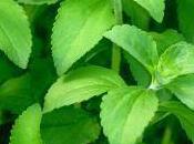 nouvelle tendance débarque avec plante Stévia