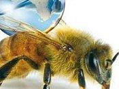 disparition abeilles, quelles solutions?