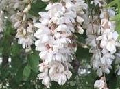 Beignets fleurs d'acacias