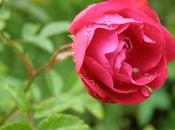 parfum roses (Jean Joubert)